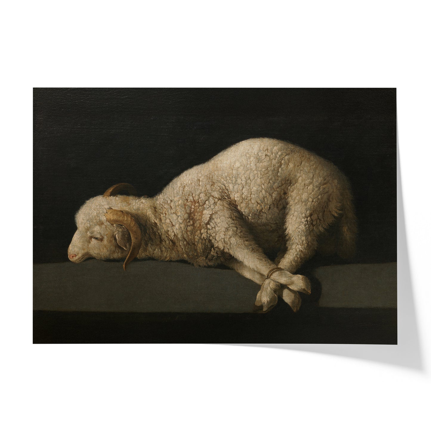 Agnus Dei | Francisco de Zurbarán | 1640