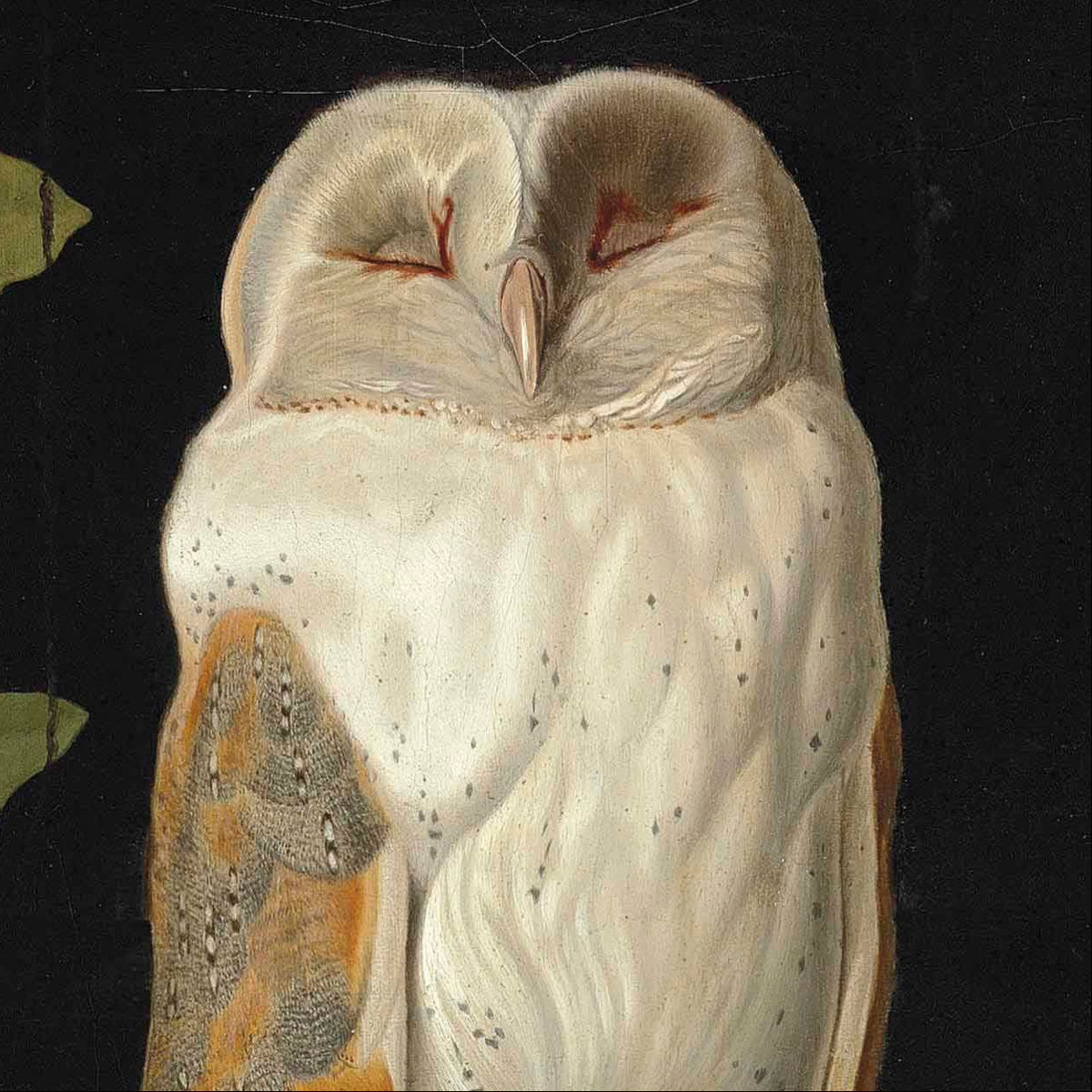 The White Owl | William James Webbe | 1856