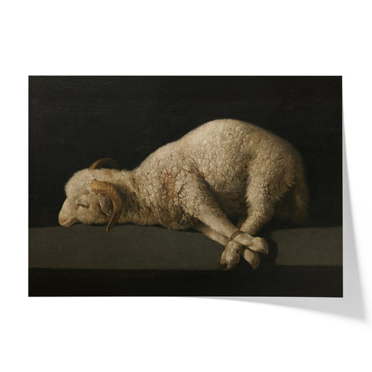 Agnus Dei | Francisco de Zurbarán | 1640