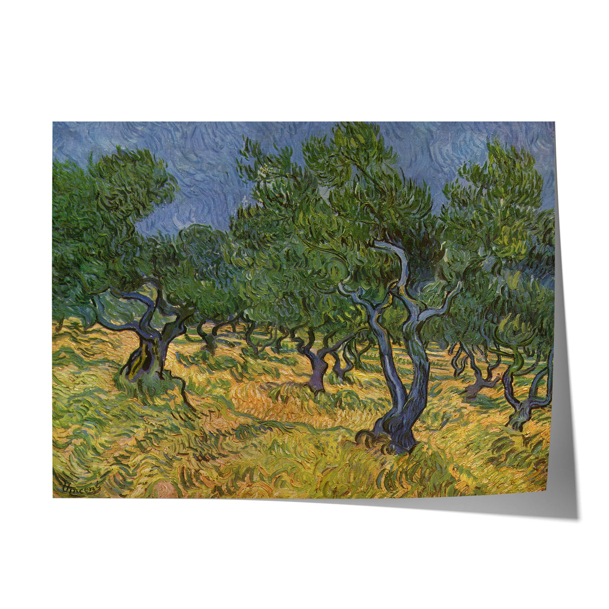 Olive Trees | Vincent van Gogh | 1889