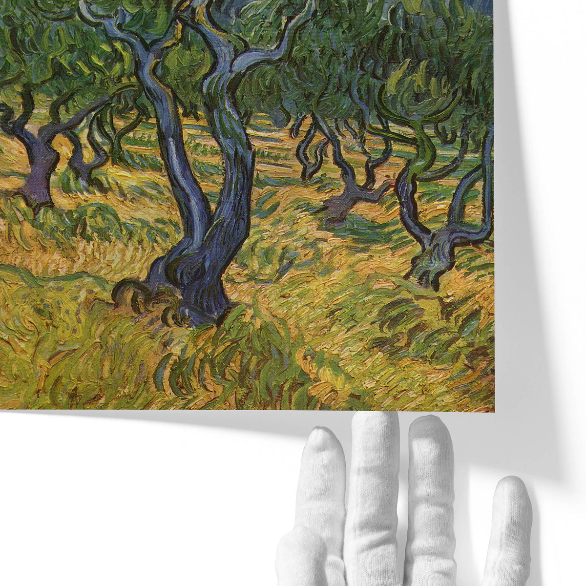 Olive Trees | Vincent van Gogh | 1889