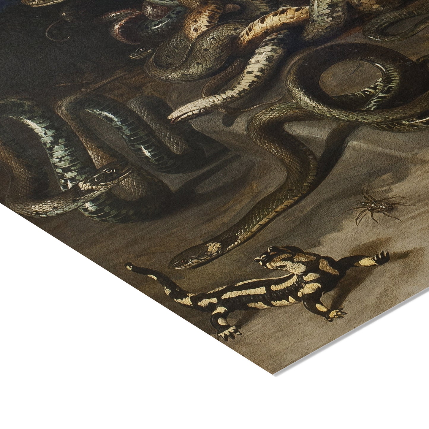Head of Medusa | Peter Paul Rubens | 1618