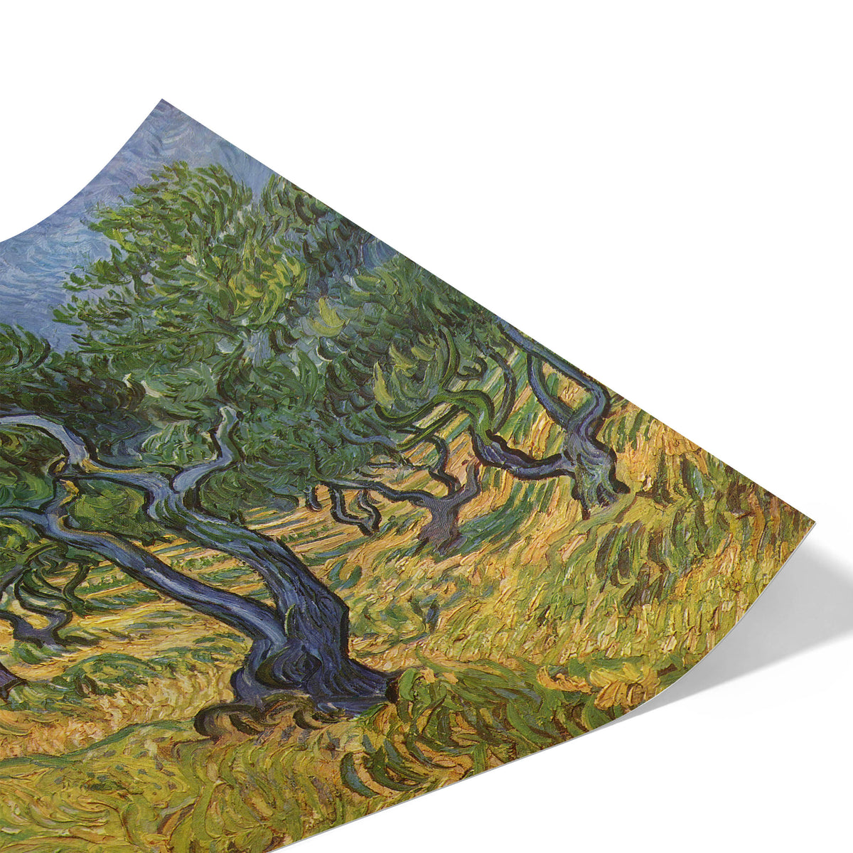 Olive Trees | Vincent van Gogh | 1889
