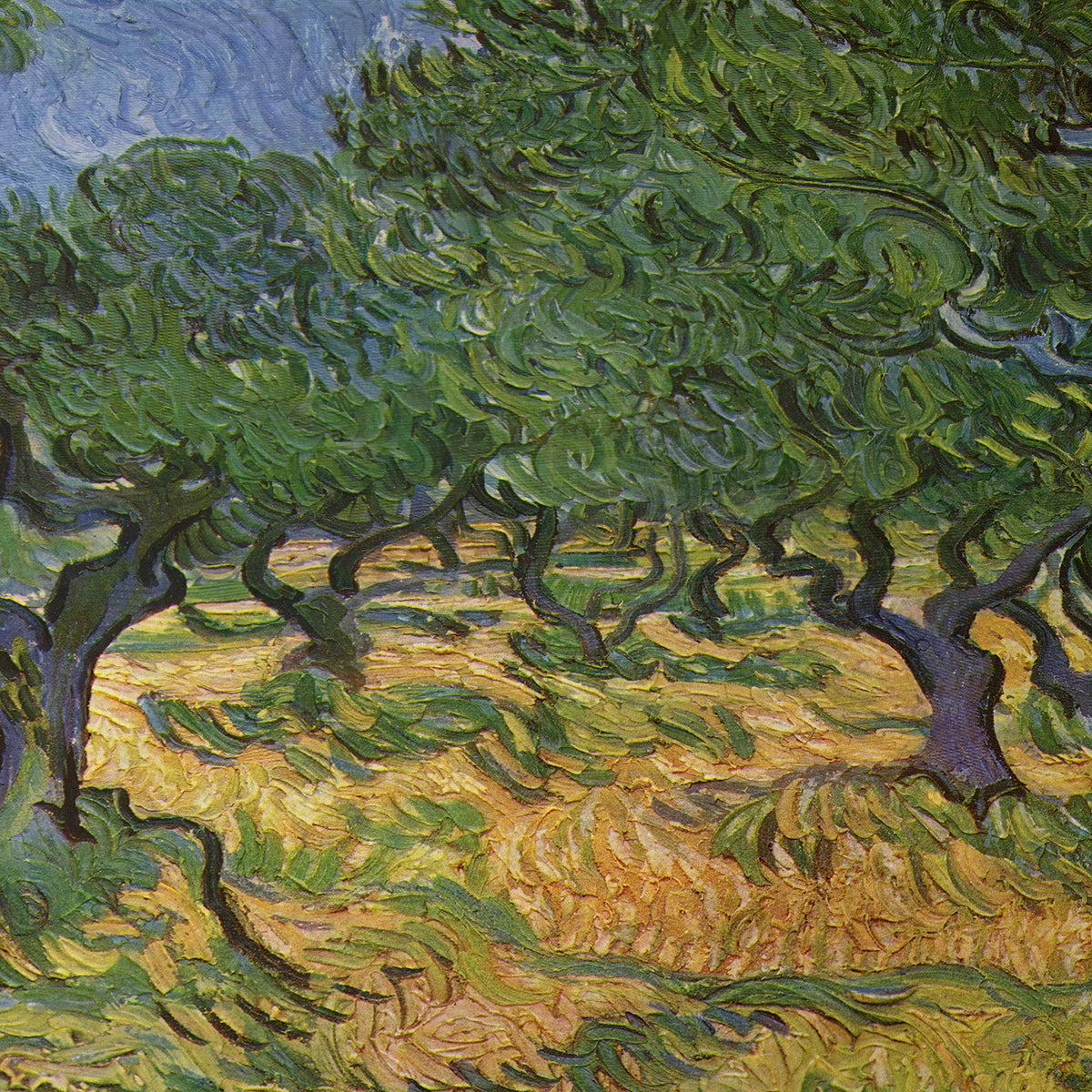 Olive Trees | Vincent van Gogh | 1889