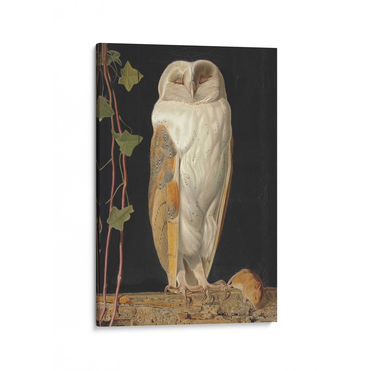 The White Owl | William James Webbe | 1856
