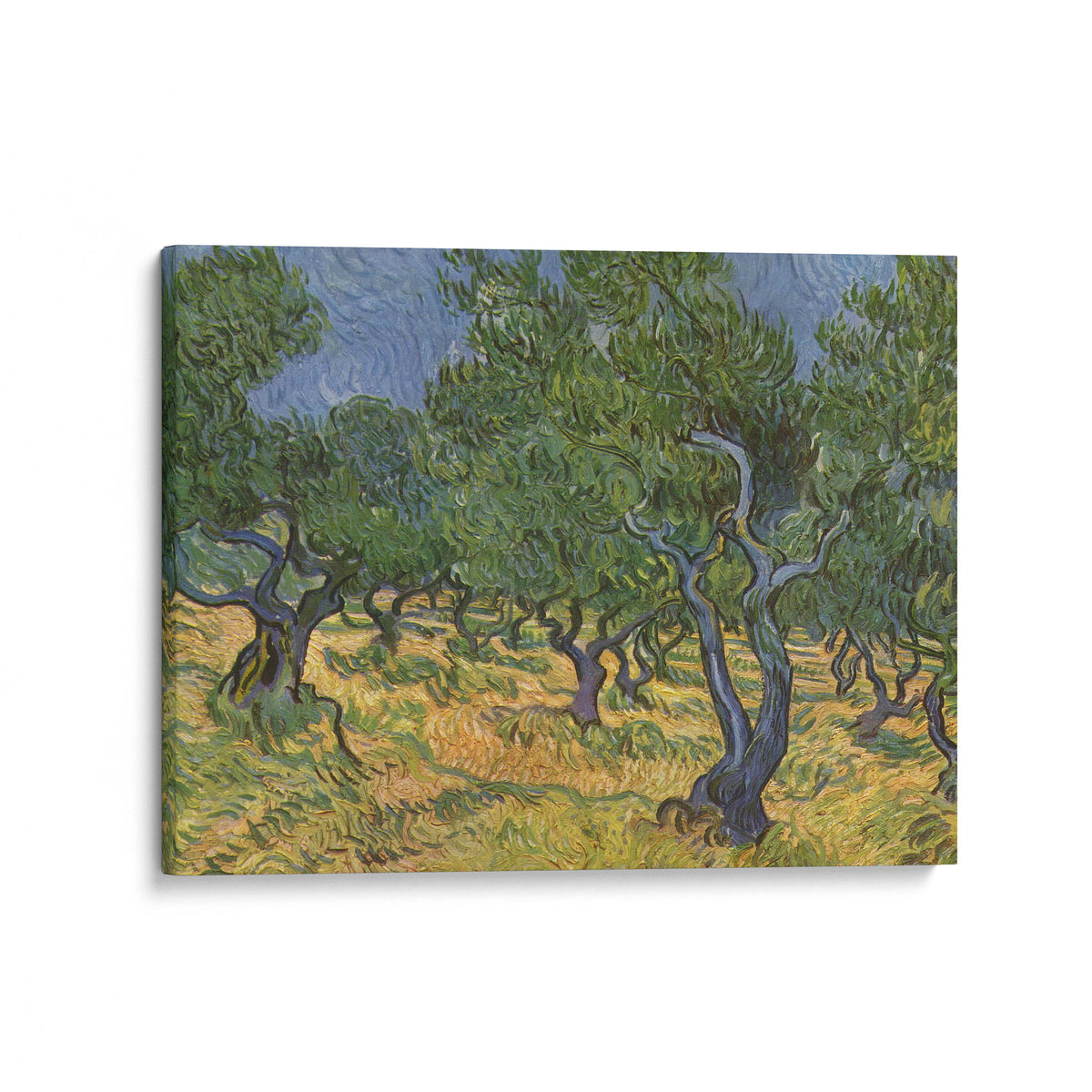 Olive Trees | Vincent van Gogh | 1889